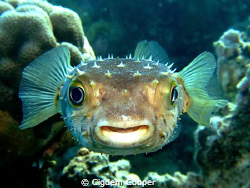 Yellowspotted burrfish. by Cigdem Cooper 